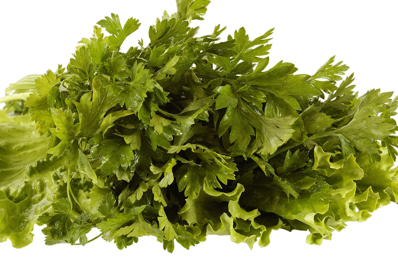 Contact us - agriculture, calories, cell, chlorophyll, diet, dish, eat, flora, floral, food, fresh, garden, green, healthful, healthy, leaf, leafy, nature, organic, photosynthesis, plant, salad, vegetable, vegetarian